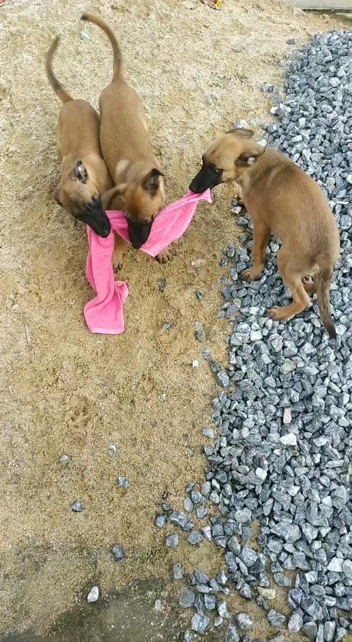 豹威孫子,二月齡小公兩條 - 馬犬交易 - 猛犬俱樂部-中國具有影響力的