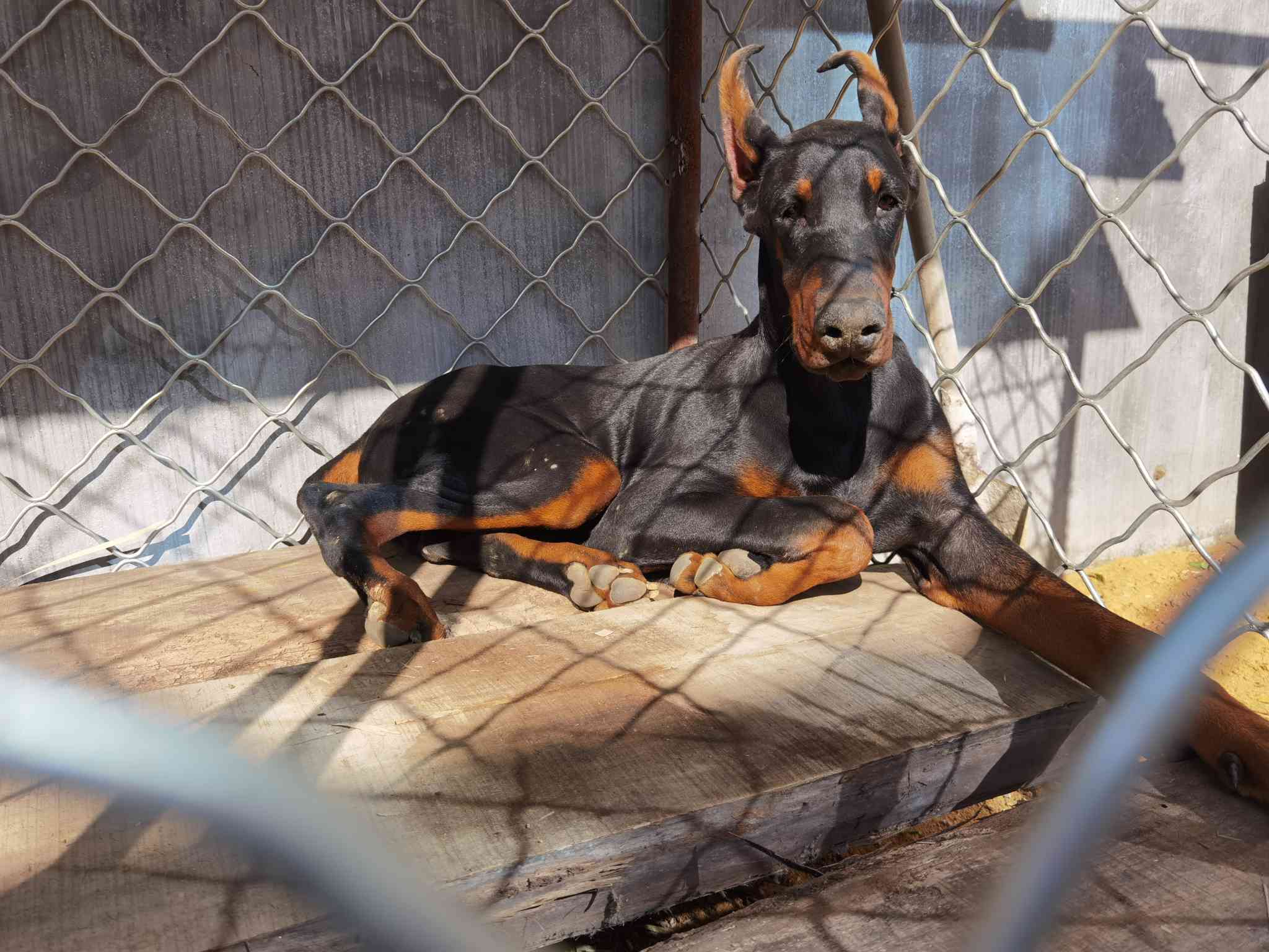 出售杜宾幼犬 目前刚满6个月 - 杜宾犬交易 - 猛犬俱乐部-中国具有